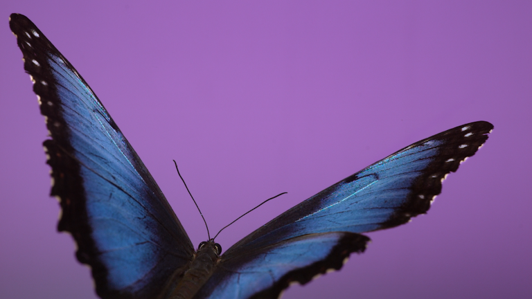 6_Andrea Galvani © The Void Migrates to the Surface_2025_Video Still